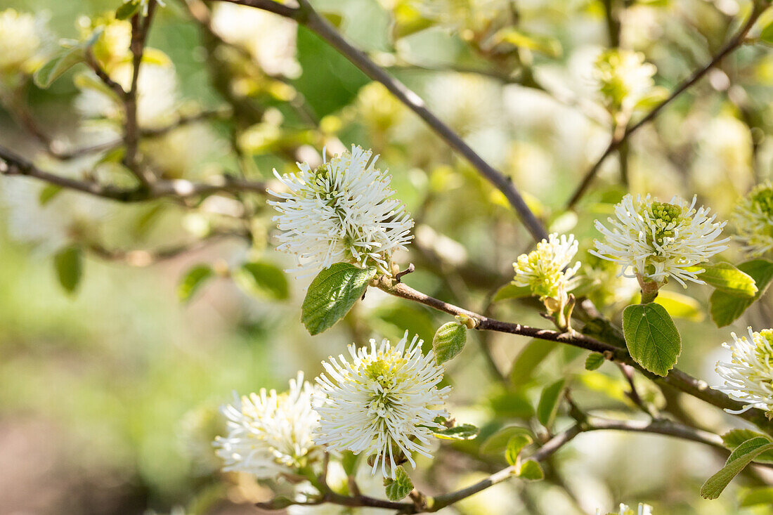 Fothergilla gardenii