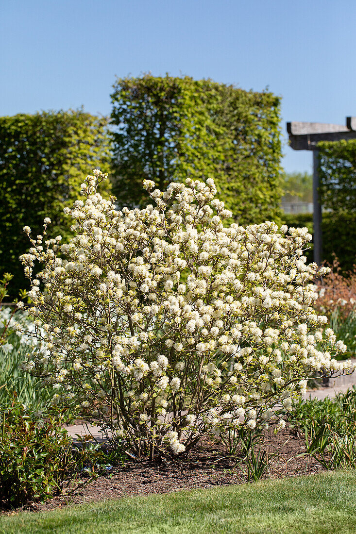 Fothergilla gardenii