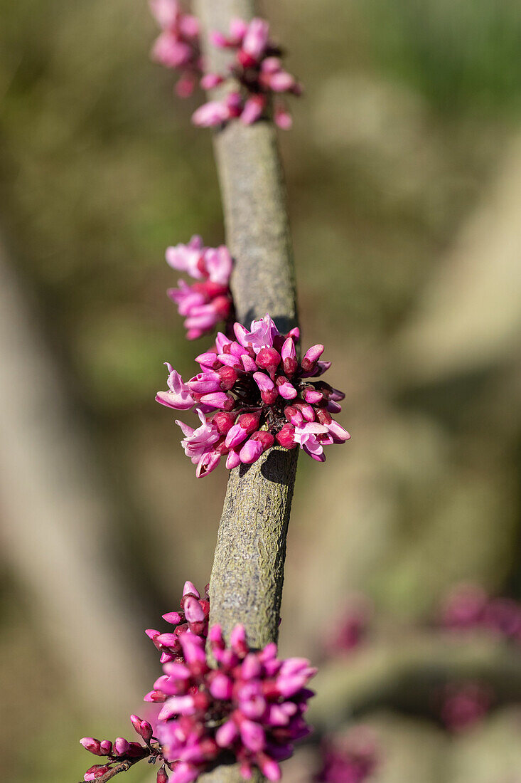 Cercis canadensis 'Forest Pansy'