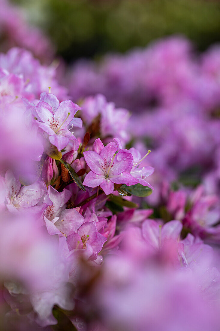 Rhododendron obtusum 'Negligé'®