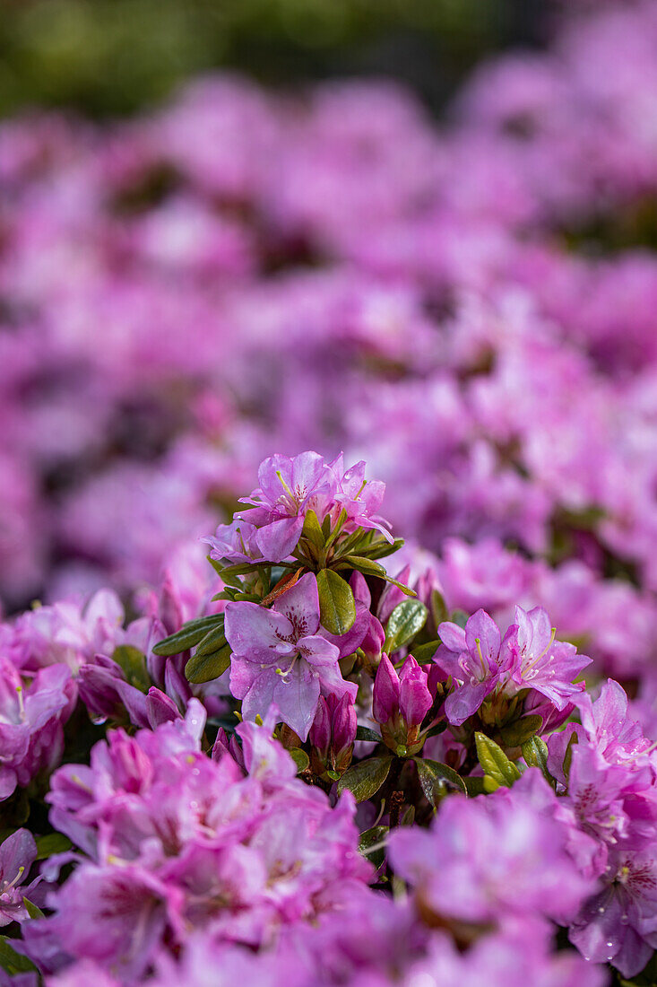 Rhododendron obtusum 'Negligé'®