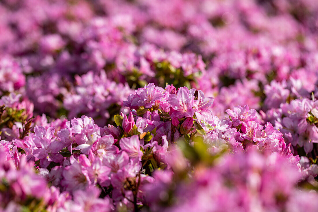 Rhododendron obtusum 'Negligé'®