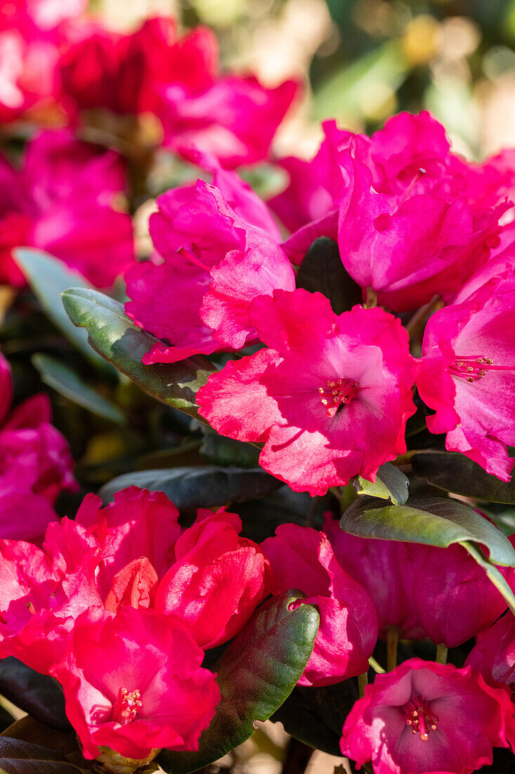 Rhododendron yakushimanum 'Kokette'