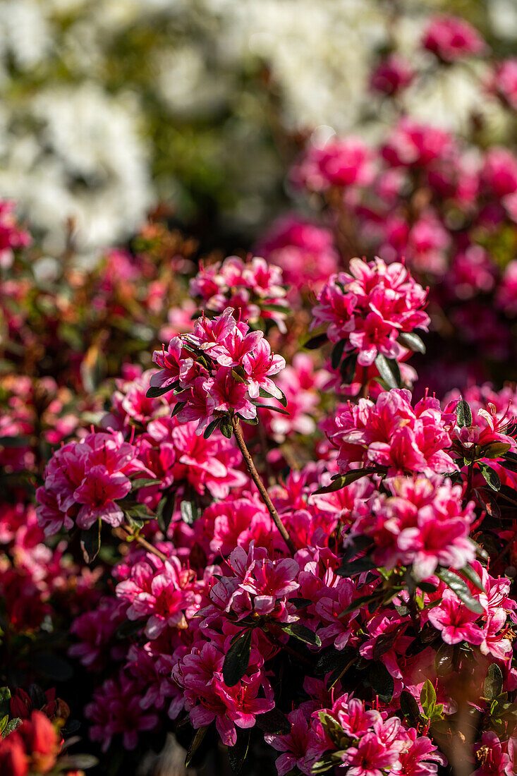 Rhododendron obtusum, rosa