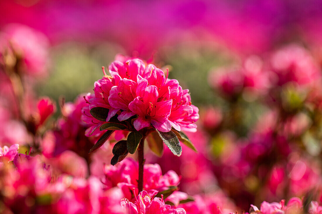 Rhododendron obtusum, rosa