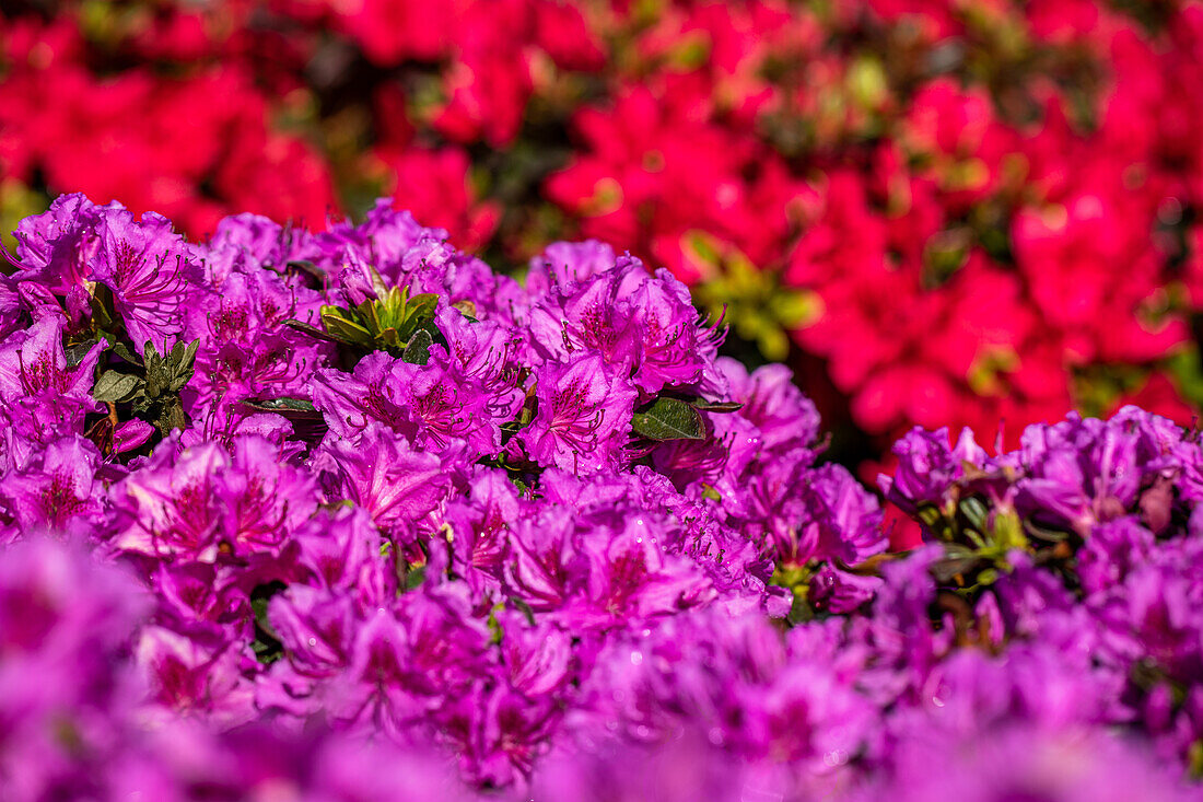 Rhododendron obtusum 'Königstein'