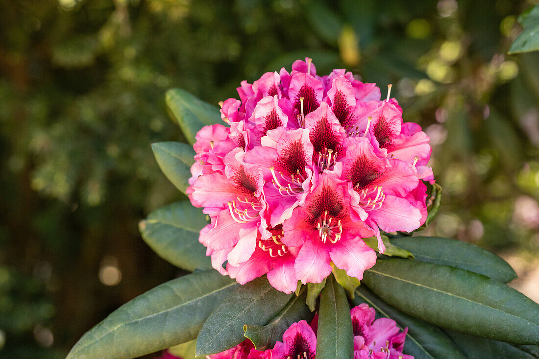 Rhododendron 'Chevalier Felix de Sauvage'