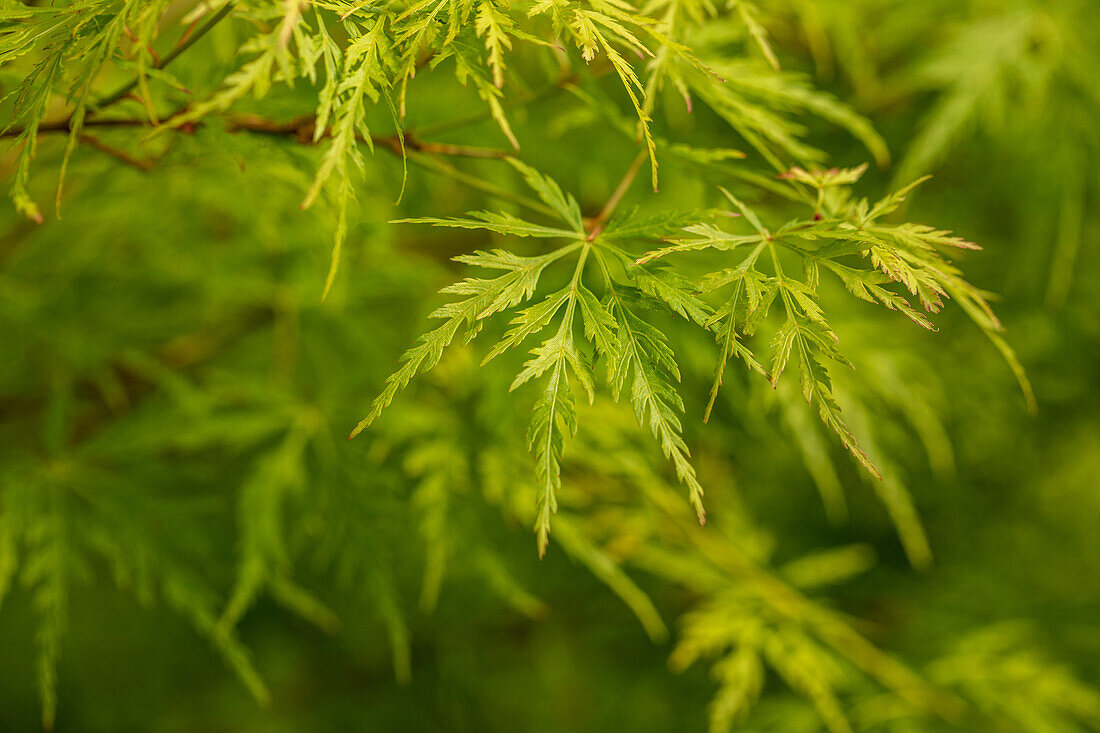 Acer palmatum 'Seiryu'