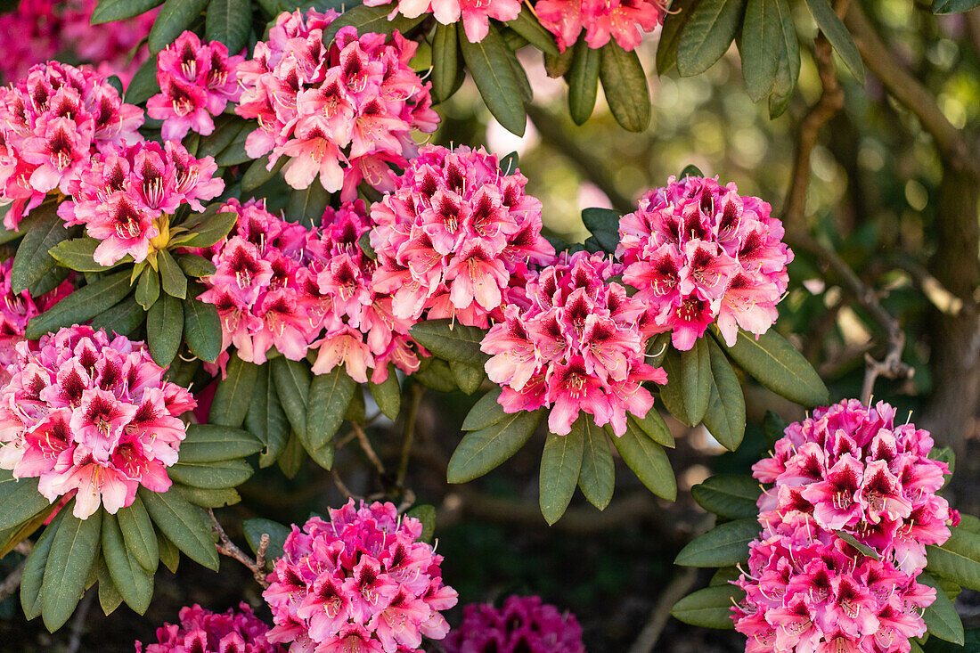 Rhododendron 'Chevalier Felix de Sauvage'