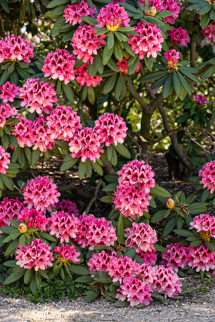 Rhododendron 'Chevalier Felix de Sauvage'