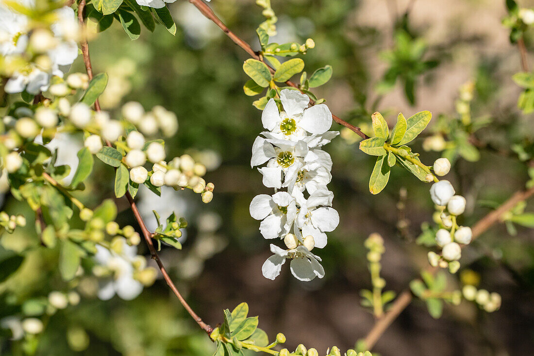 Exochorda x macrantha 'The Bride'