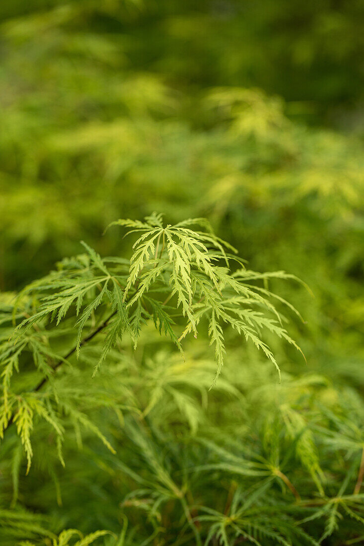 Acer palmatum 'Dissectum'