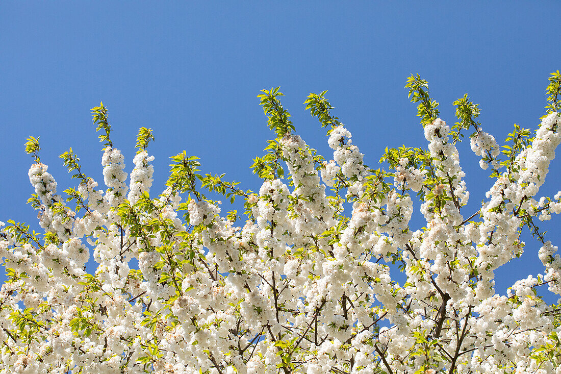 Prunus, Zierkirsche