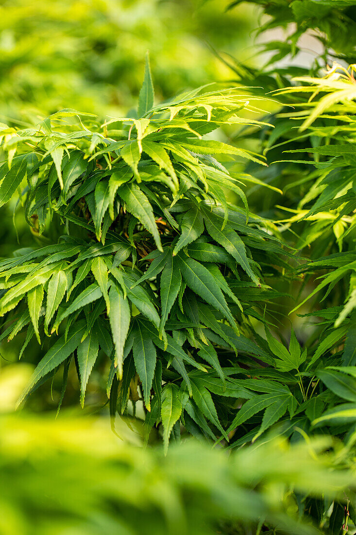 Acer palmatum 'Mikawa Yatsubusa'