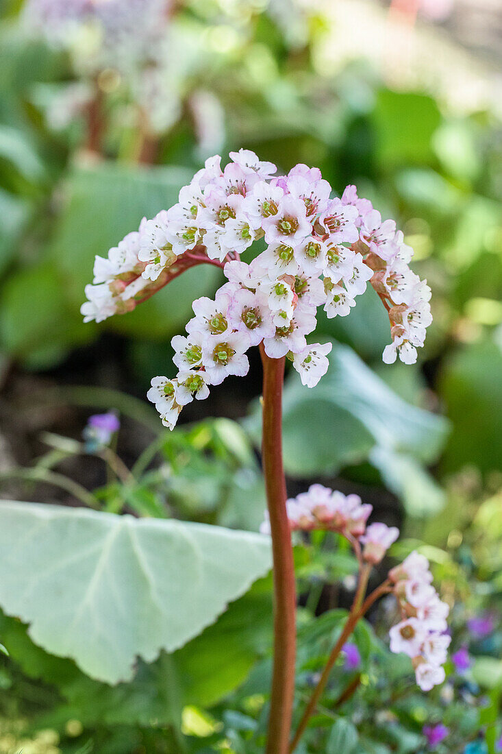 Bergenia cordifolia 'Schneekönigin'®