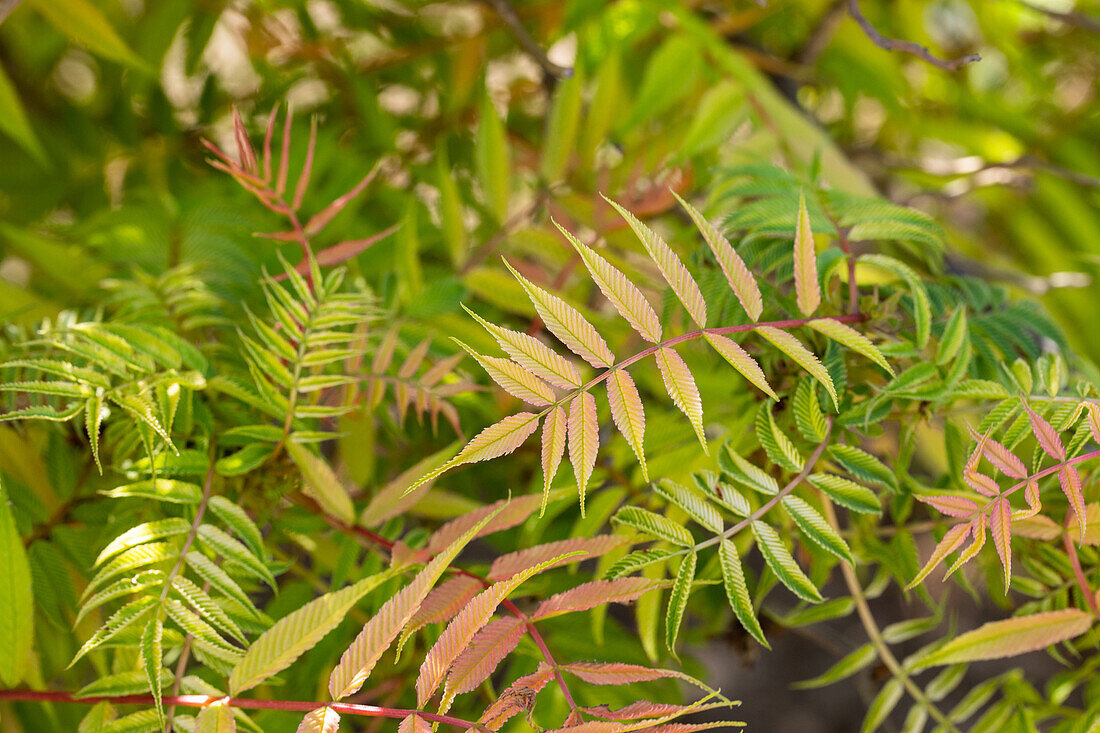 Sorbaria sorbifolia 'Sem'(s)