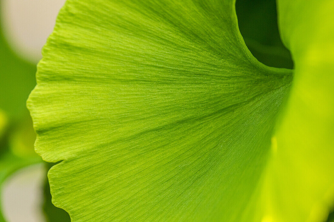 Ginkgo biloba 'Mariken'