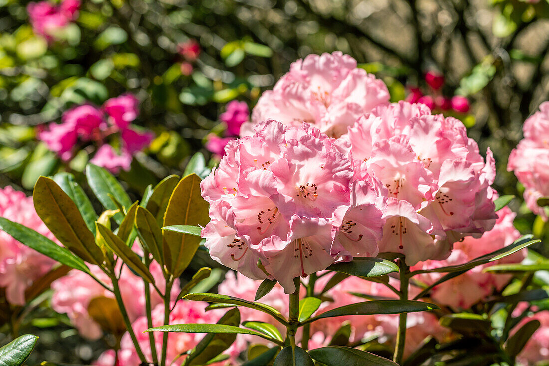 Rhododendron yakushimanum 'Valerie'