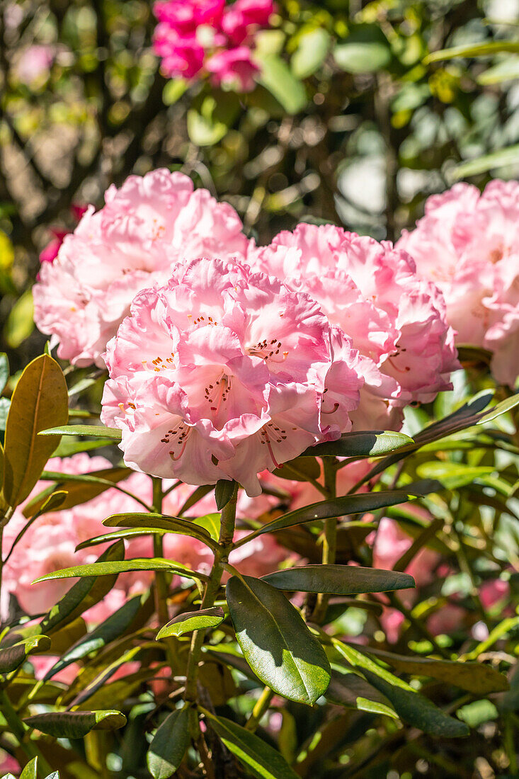 Rhododendron yakushimanum 'Valerie'