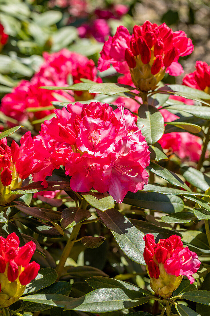 Rhododendron yakushimanum 'Rosa Wolke'