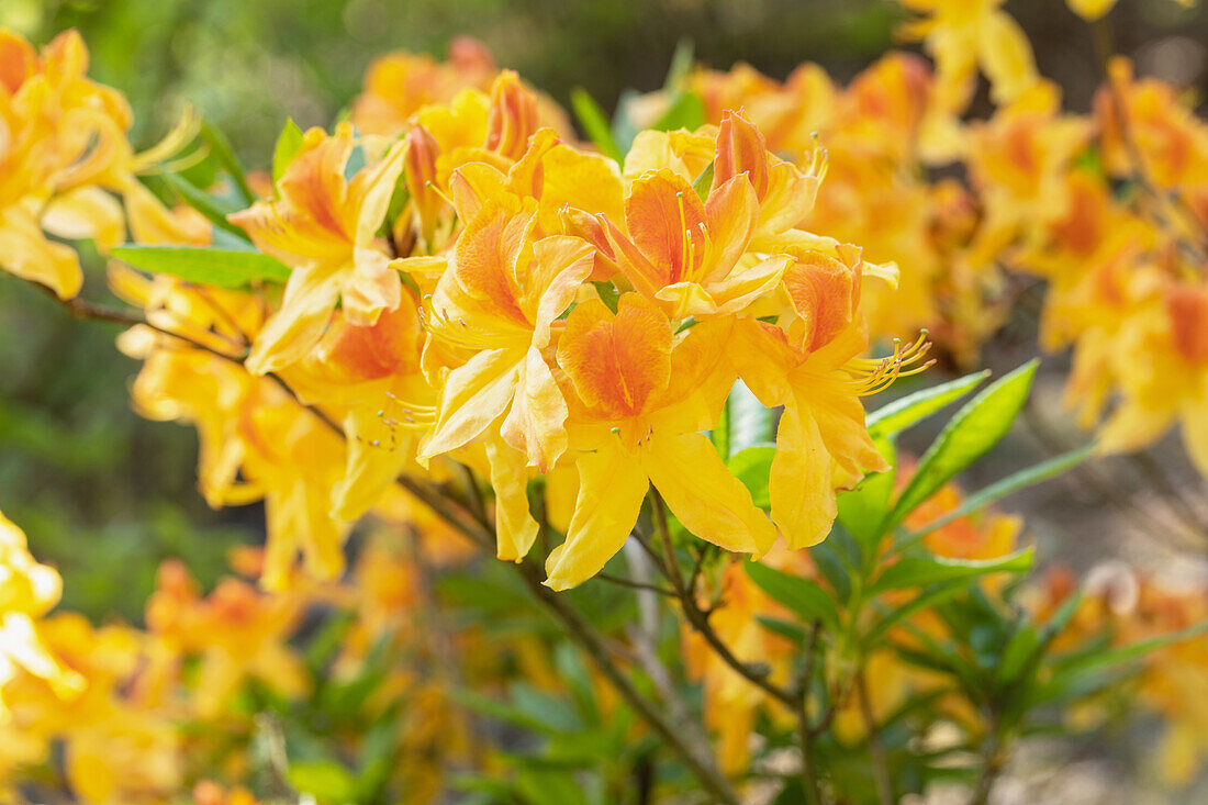 Rhododendron luteum 'Sun Star'