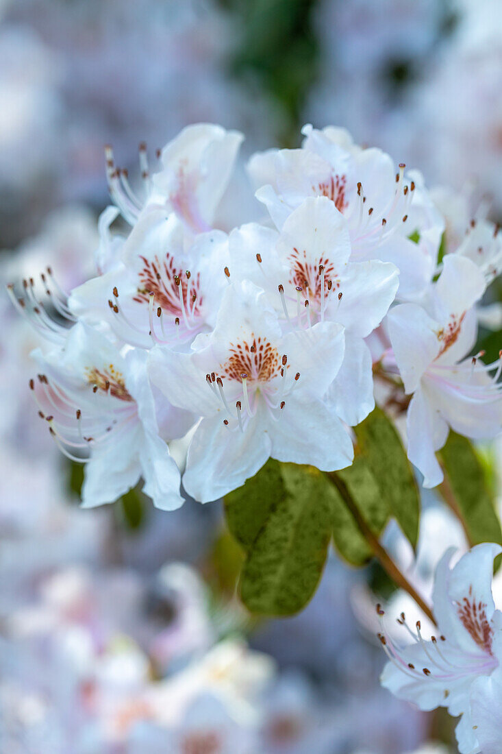 Rhododendron yunnanense