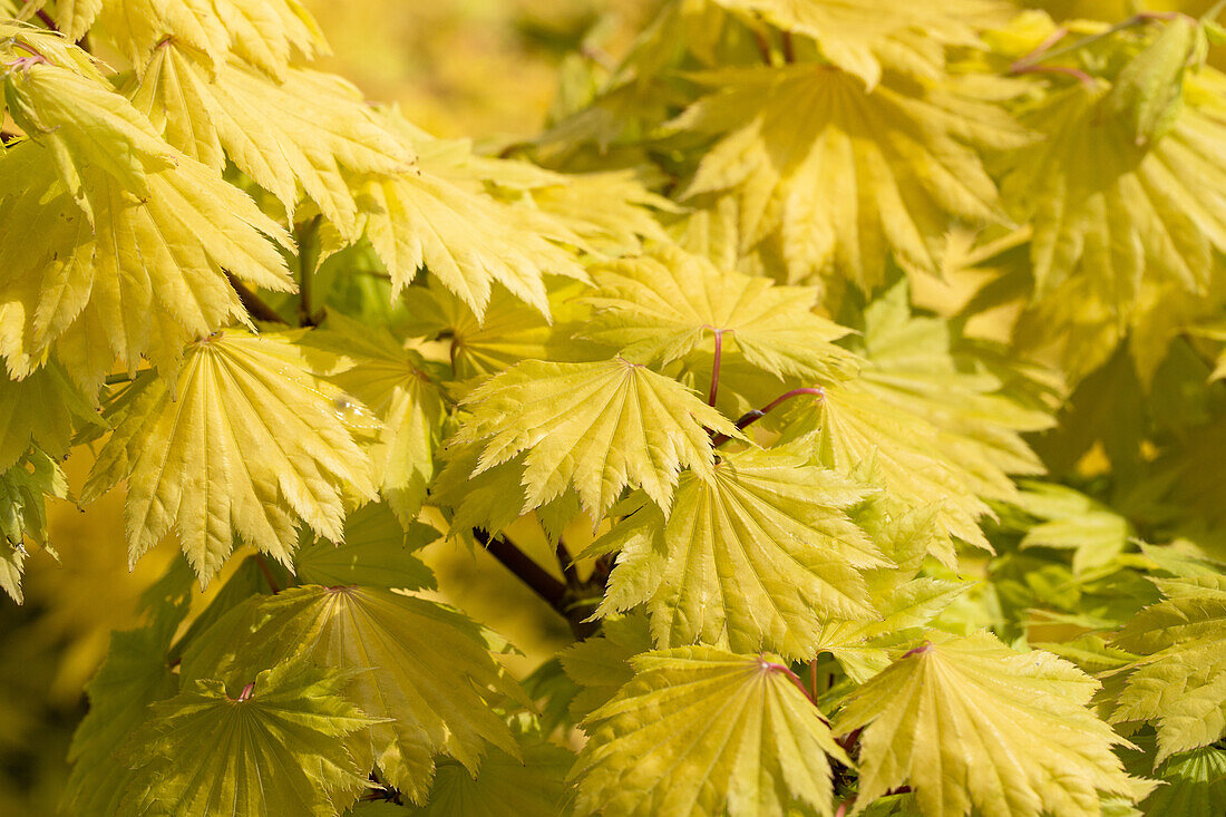 Acer shirasawanum 'Aureum'