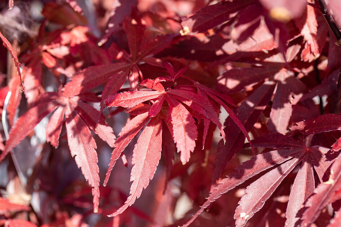 Acer palmatum 'Skeeter´s Broom'