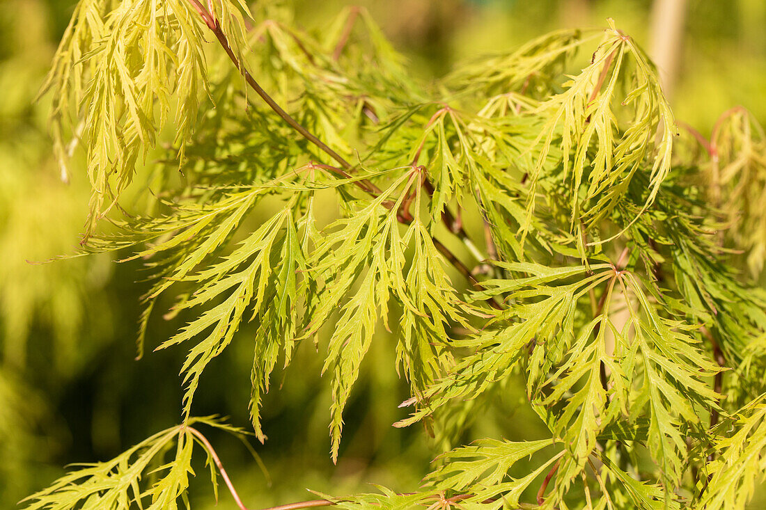 Acer palmatum 'Dissectum'