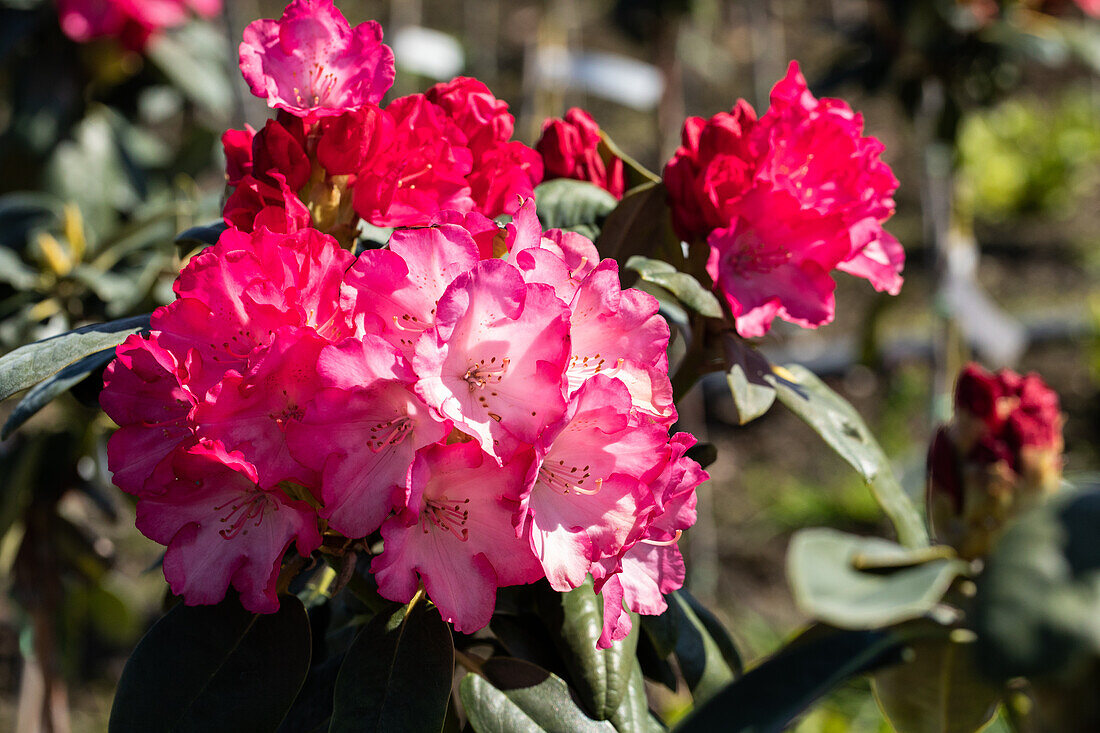 Rhododendron yakushimanum 'Fantastica'