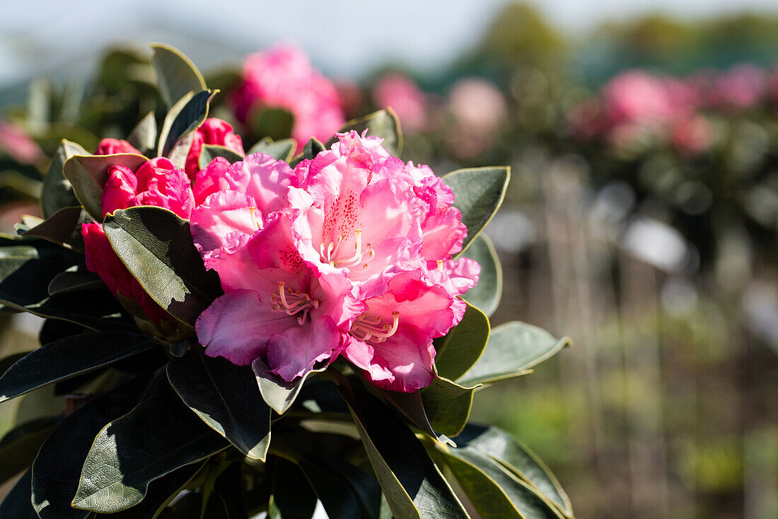 Rhododendron yakushimanum 'Heinje's Zauberflöte'