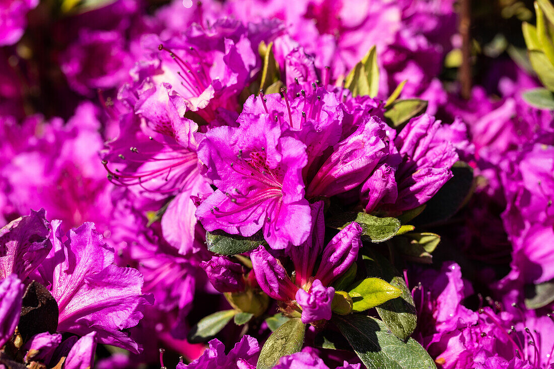 Rhododendron obtusum 'Königstein'