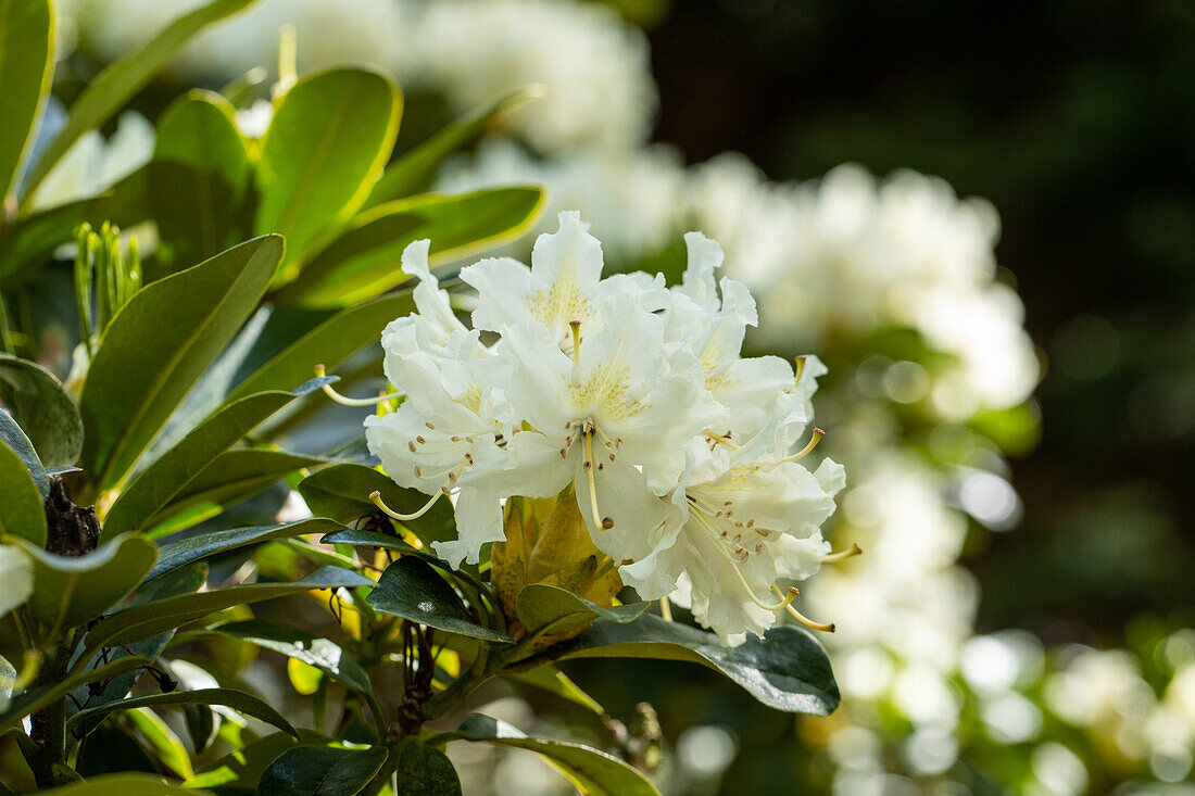 Rhododendron 'Cunningham's Snow White'