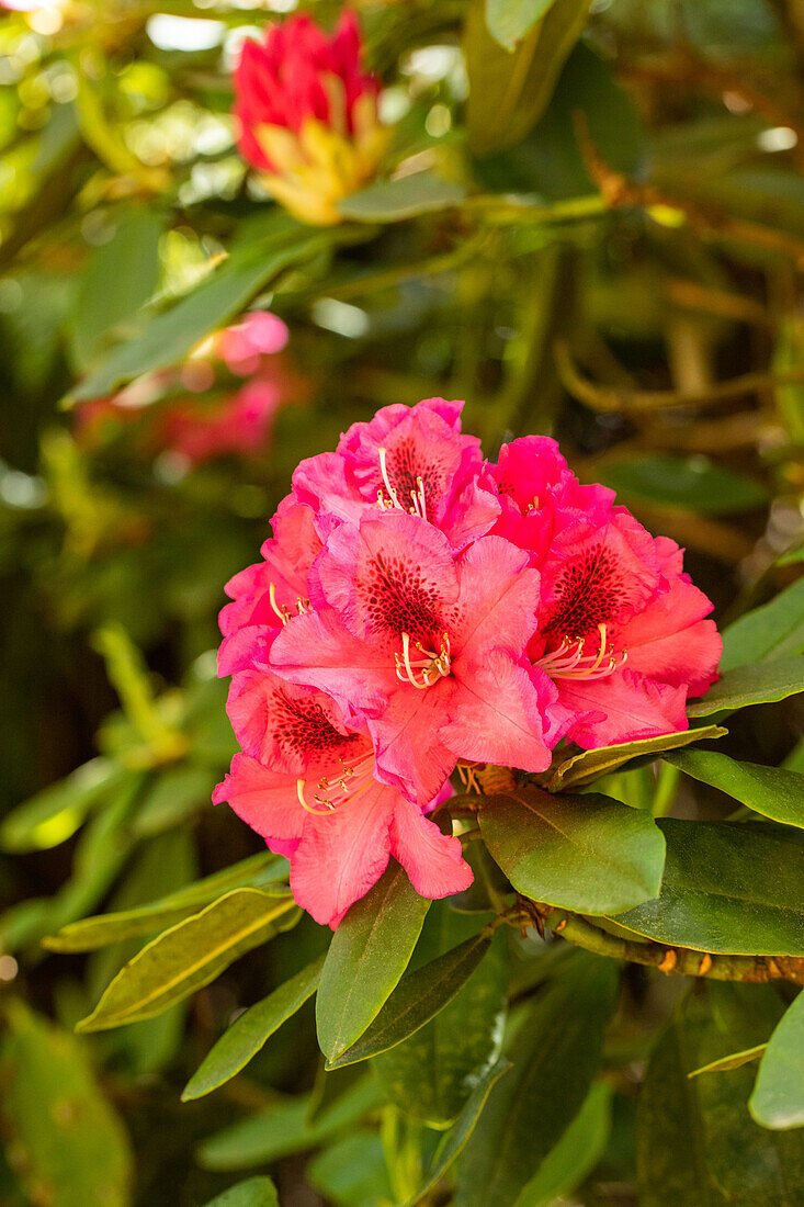 Rhododendron 'Boskoop'