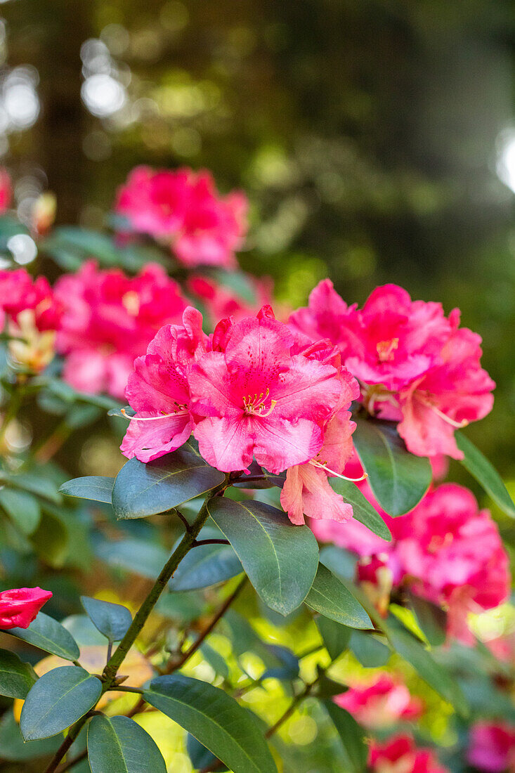 Rhododendron williamsianum 'Wilgen's Surprise'