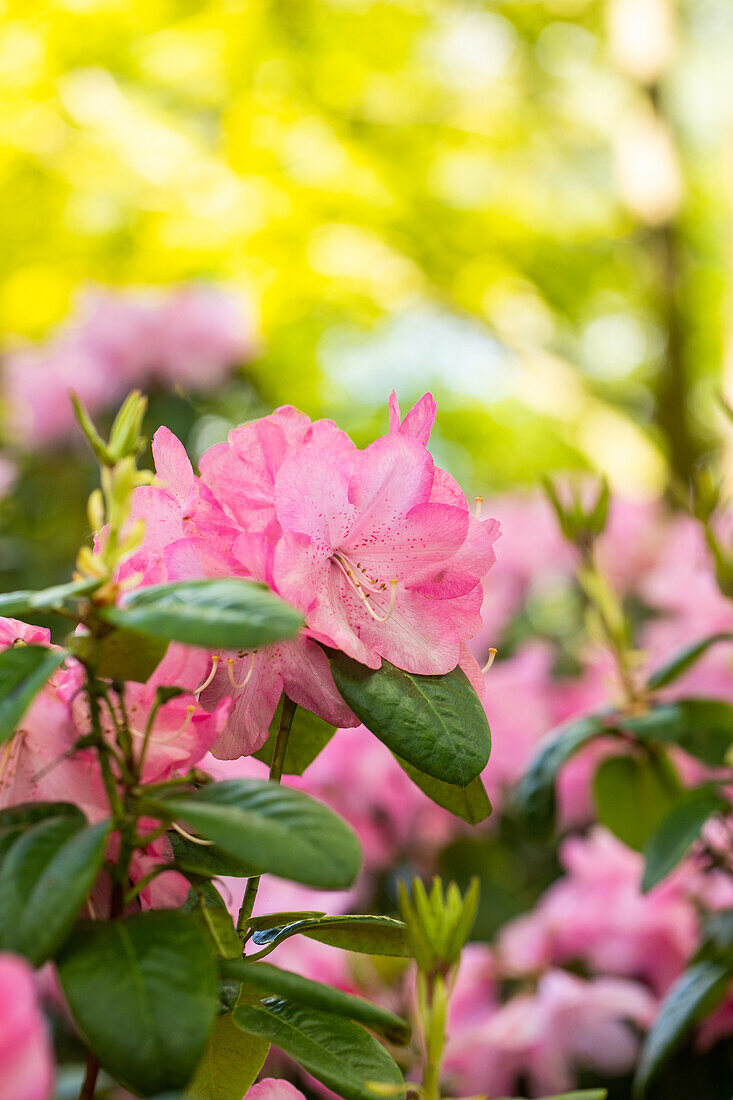 Rhododendron williamsianum 'City of Essen'