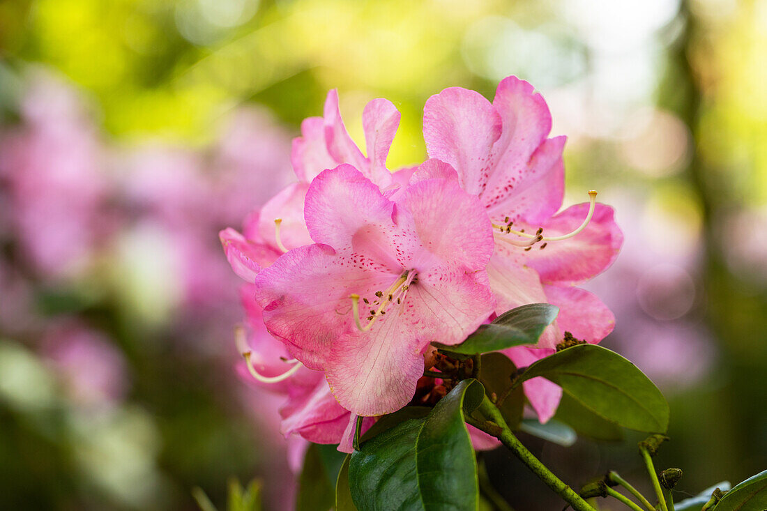 Rhododendron williamsianum 'Stadt Essen'