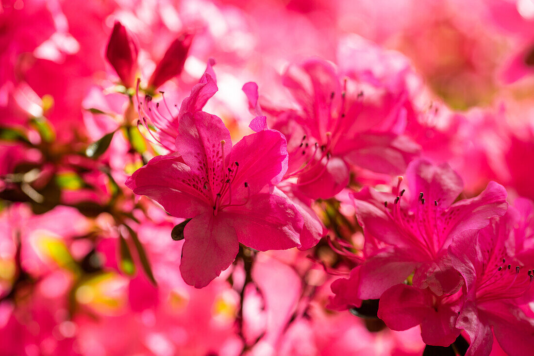 Rhododendron obtusum, pink