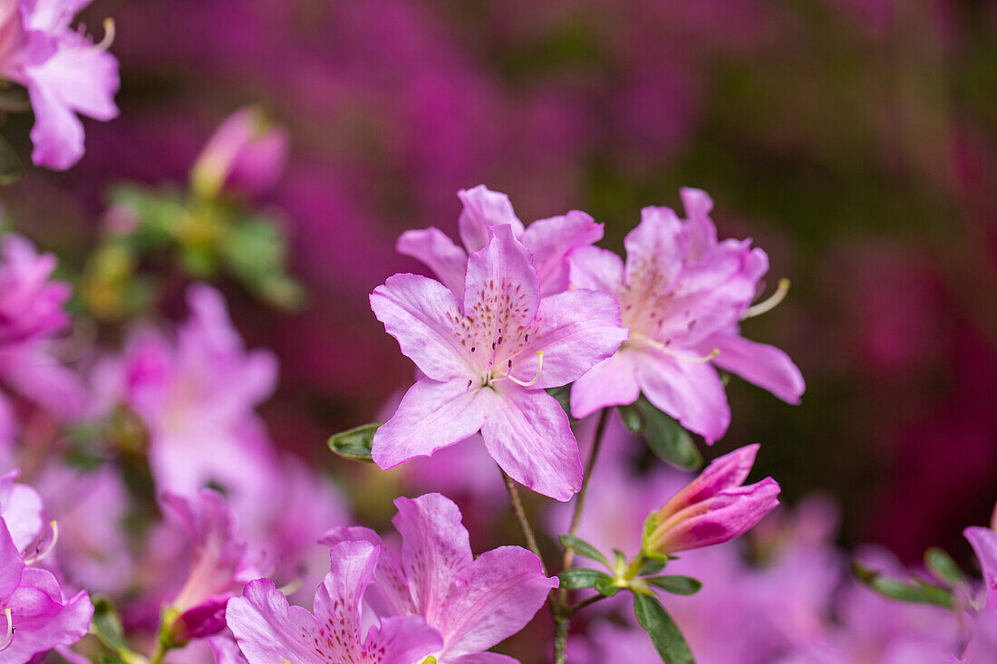 Rhododendron obtusum, pink