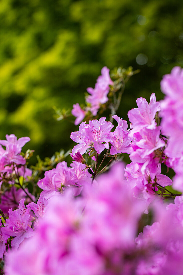 Rhododendron obtusum, purple