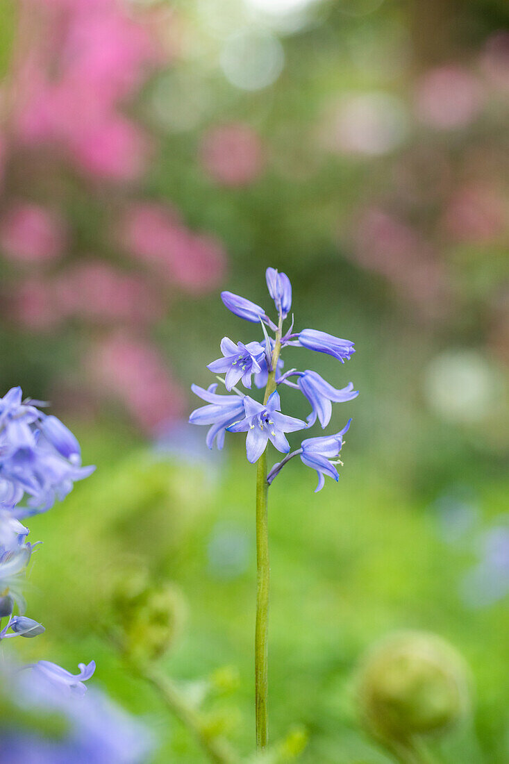 Hyacinthoides hispanica, blau