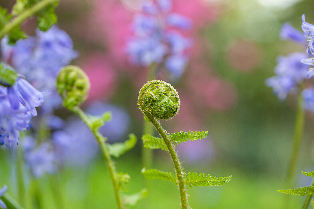 Dryopteris filix-mas