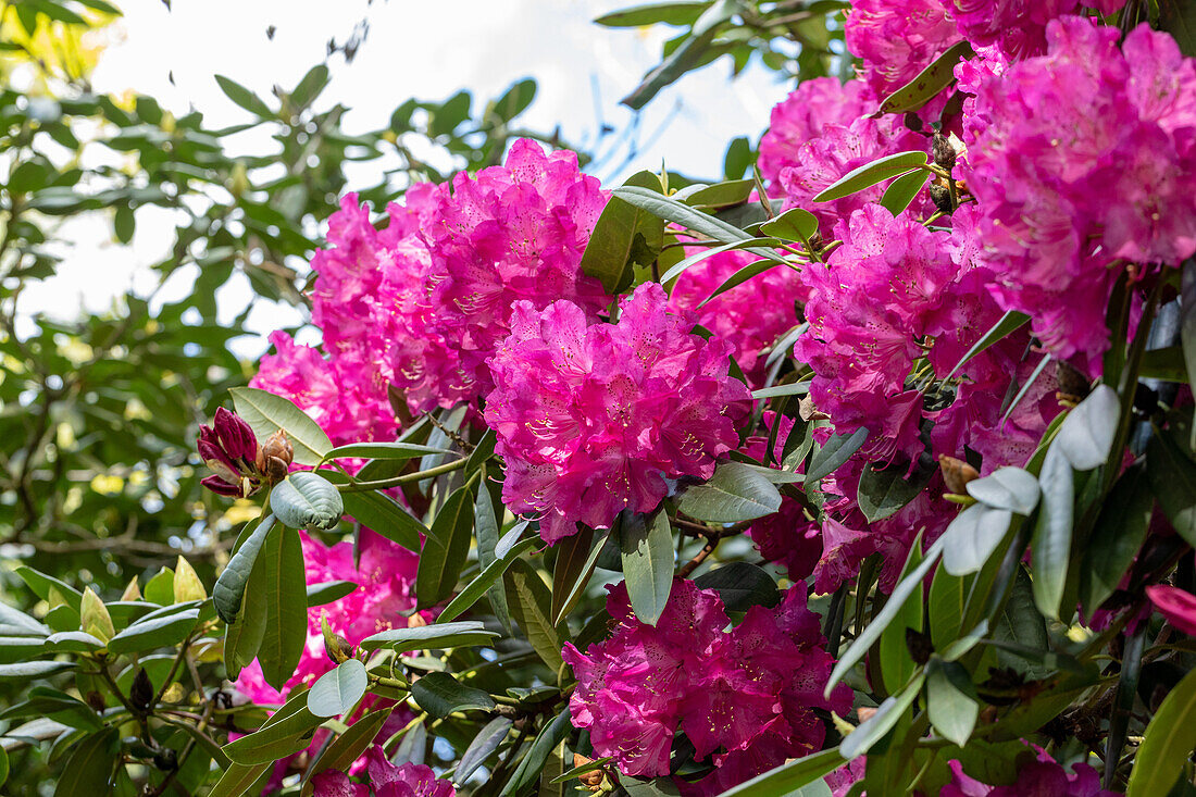 Rhododendron 'Antoon van Welie'