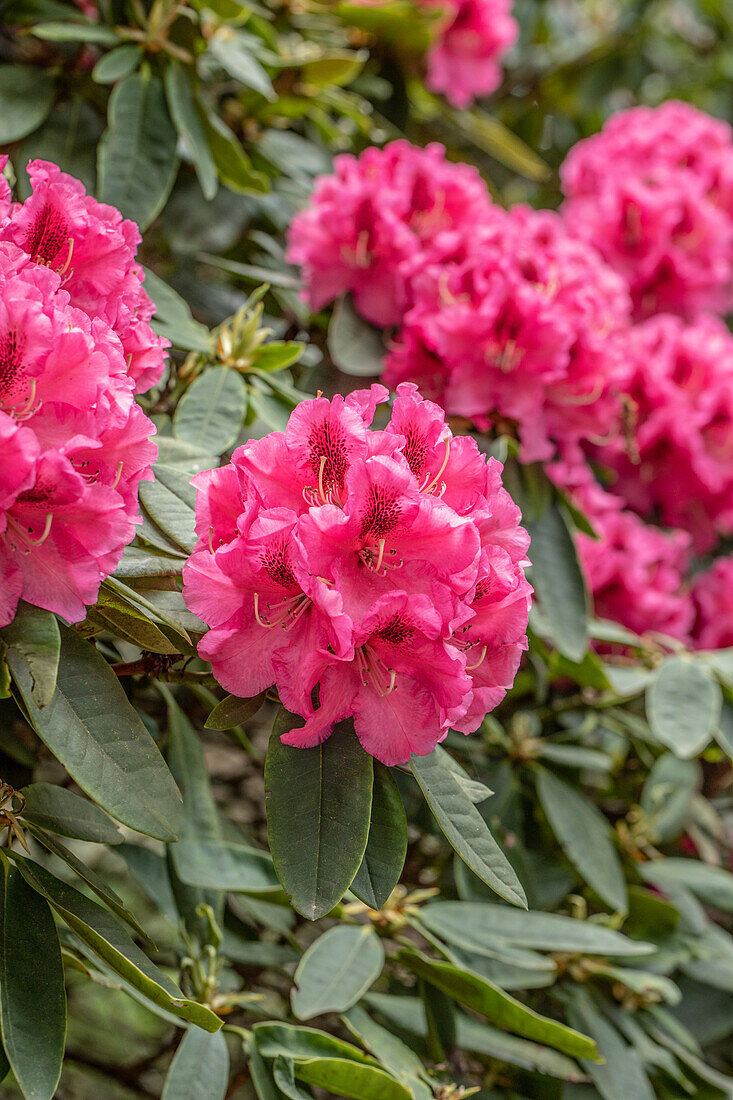 Rhododendron 'Boskoop'