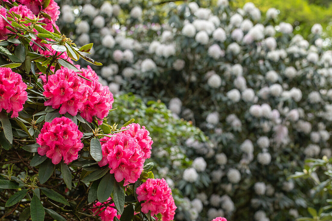 Rhododendron 'Boskoop'