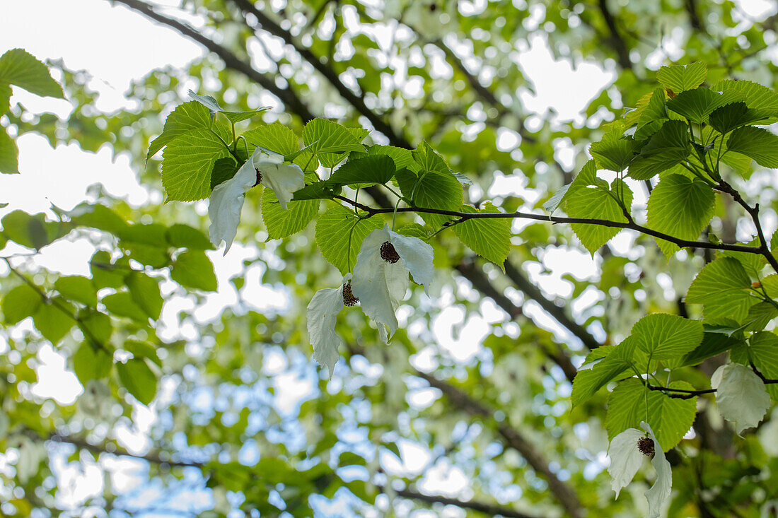 Davidia involucrata vilmoriniana