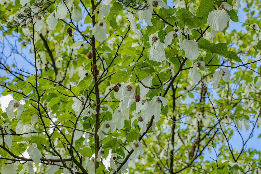 Davidia involucrata vilmoriniana