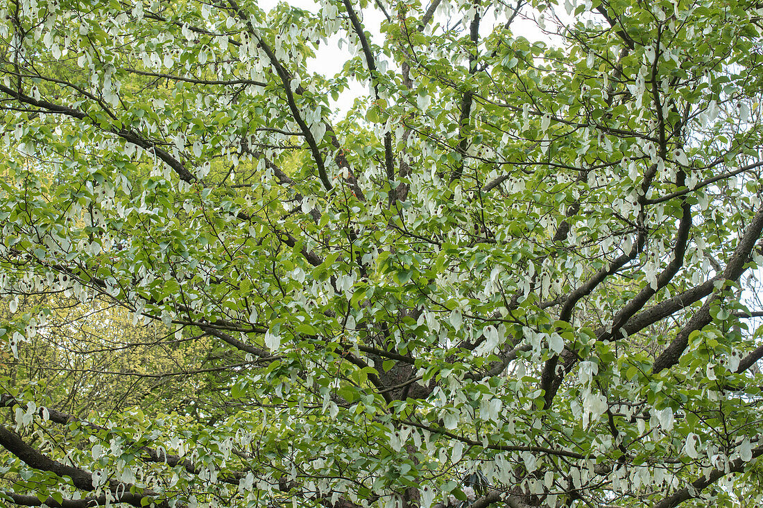 Davidia involucrata vilmoriniana