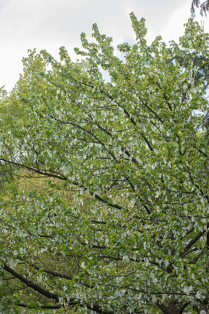 Davidia involucrata vilmoriniana