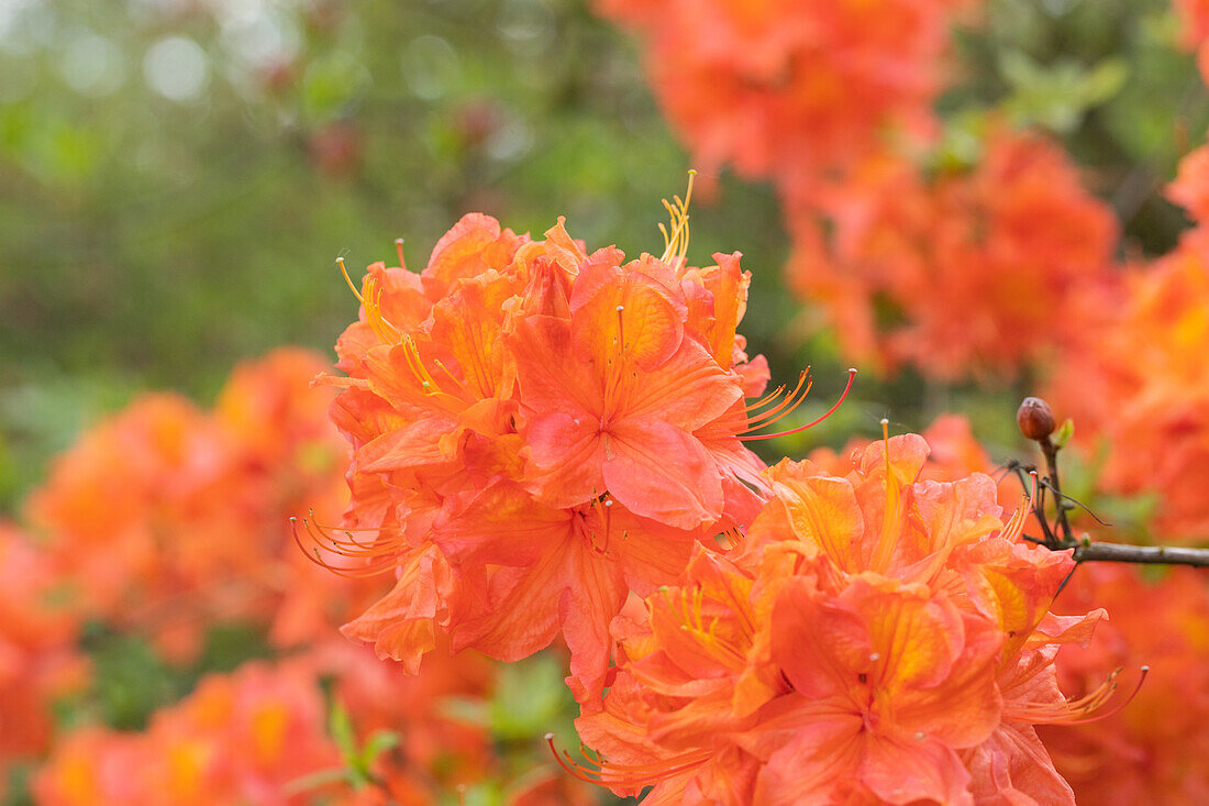 Rhododendron 'Max Planck'